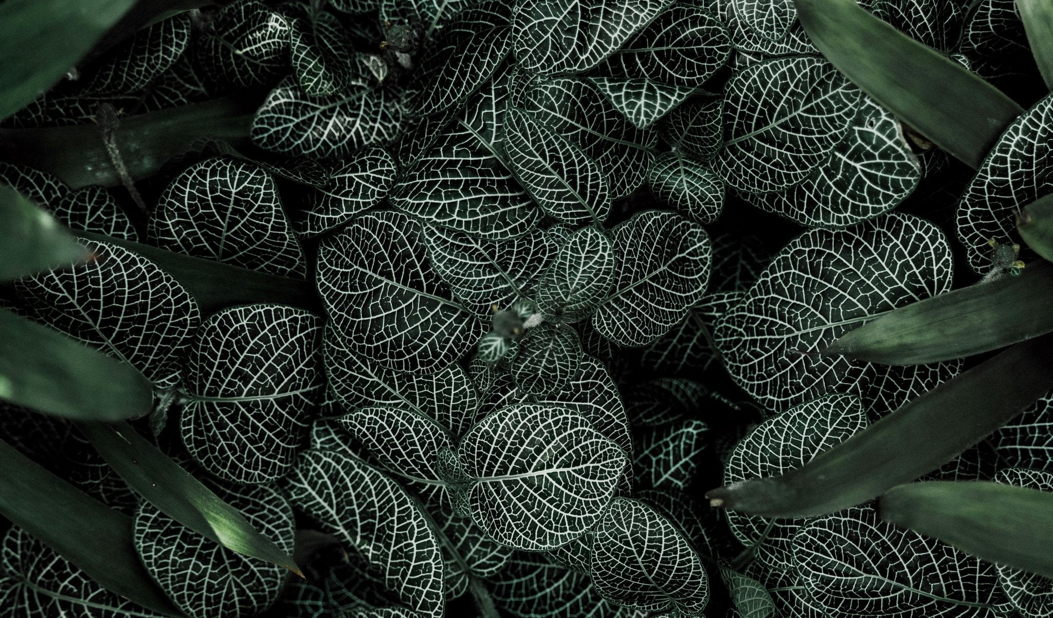 5 adresses où trouver des plantes vertes cultivées en france
