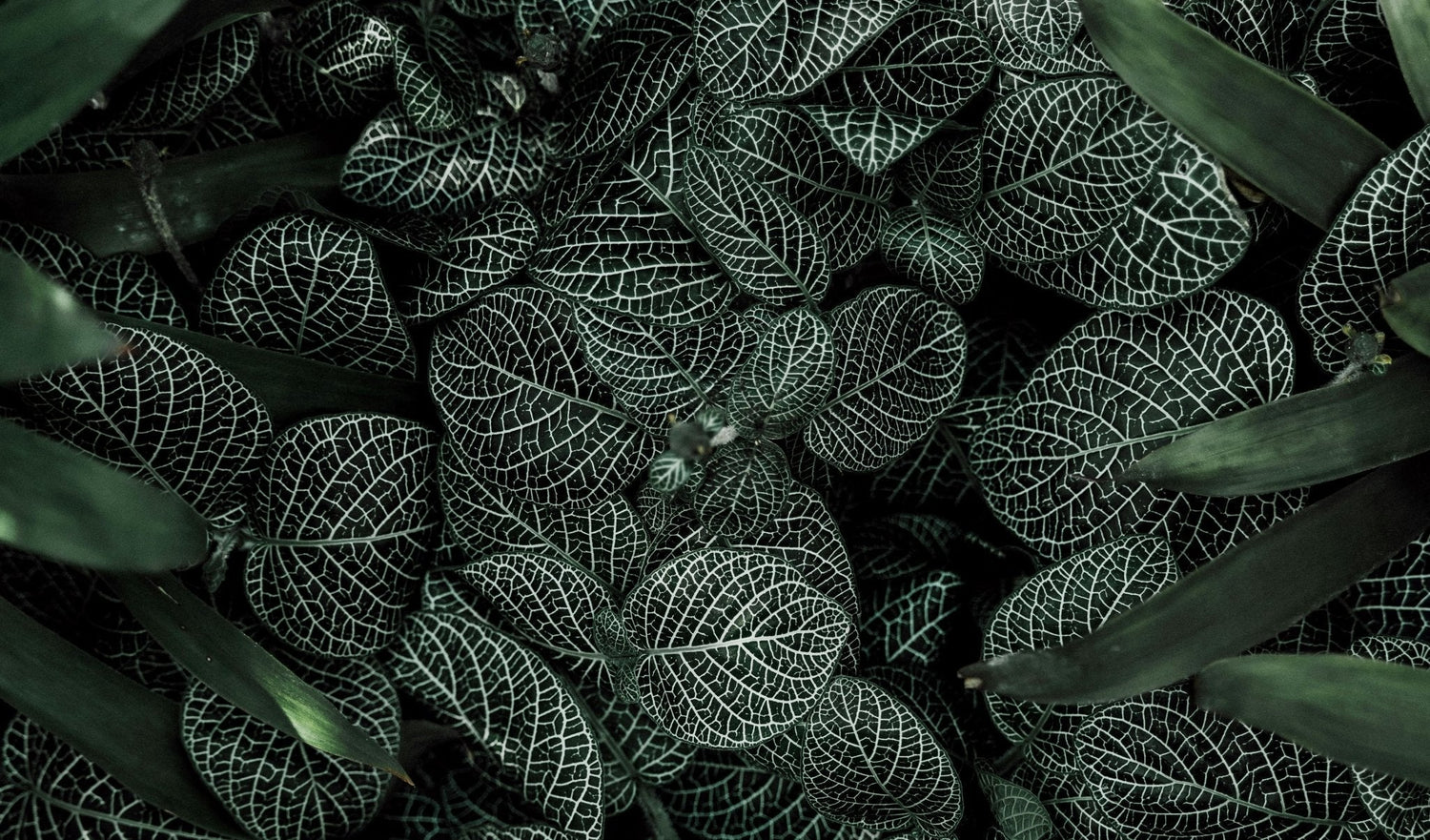 5 adresses où trouver des plantes vertes cultivées en france