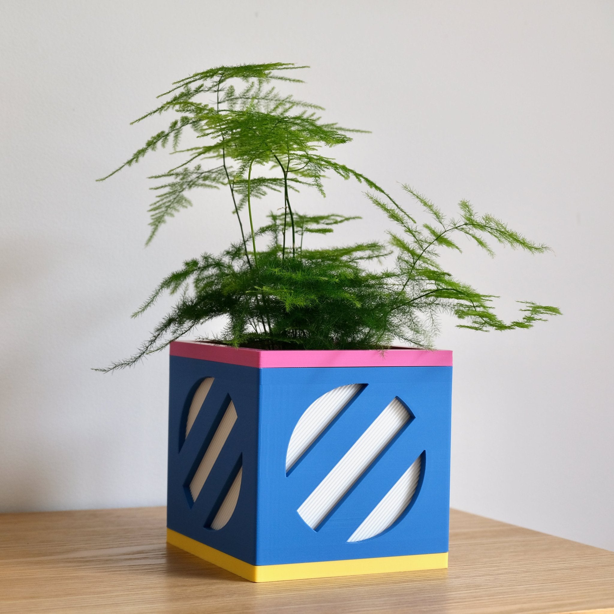 Le Cube N°2 azul y rosa con un espárrago ornamental